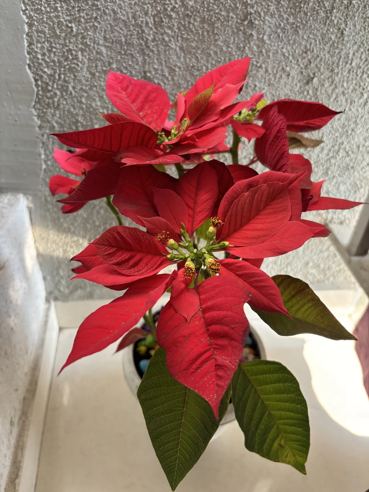 Joel Roberts Poinsettia Plant