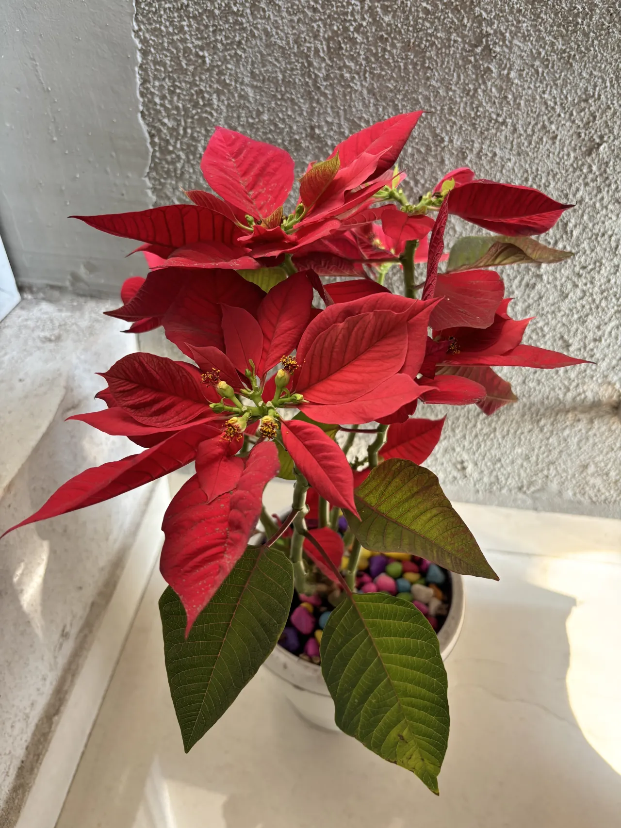 Joel Roberts Poinsettia Plant