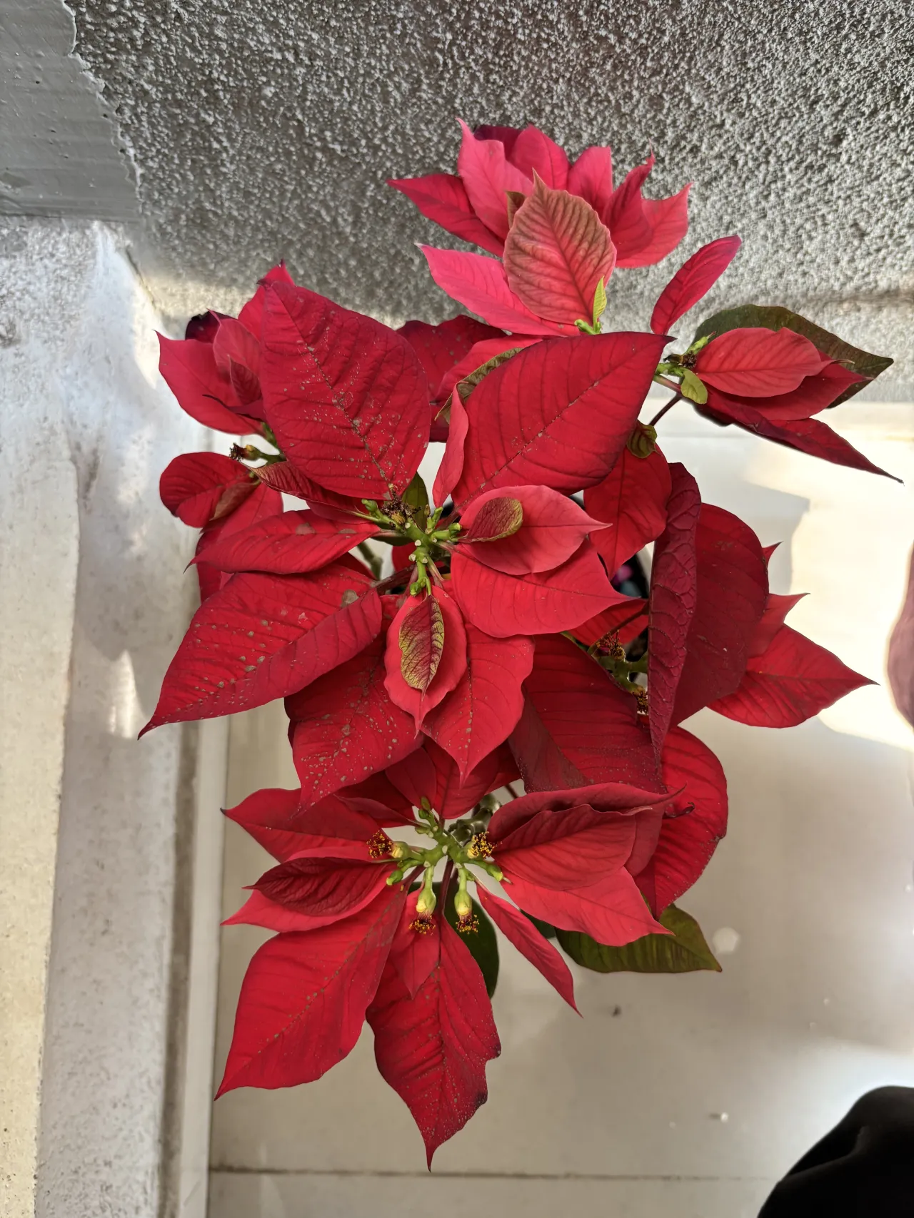 Joel Roberts Poinsettia Plant