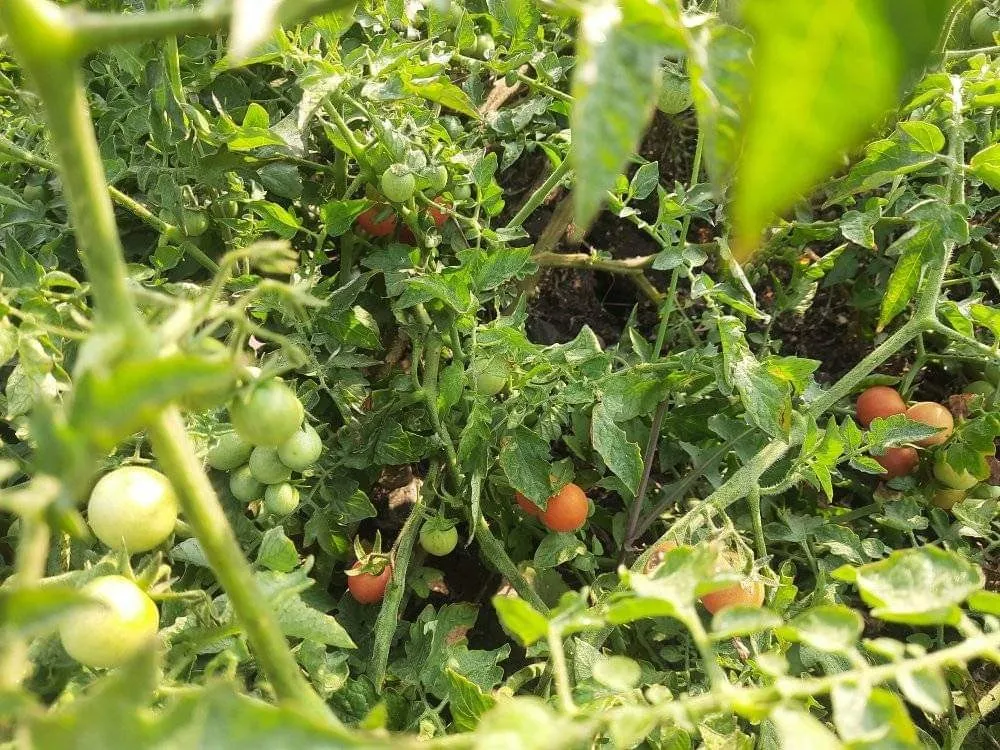 Farm house type home બગસરા સીટી જીલ્લો અમરેલી નજીક મીની ફાર્મ હાઉસ જેવું ઘર વેચવાનું છે.