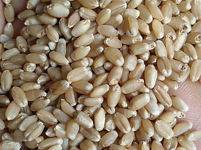 Sortex clean wheat