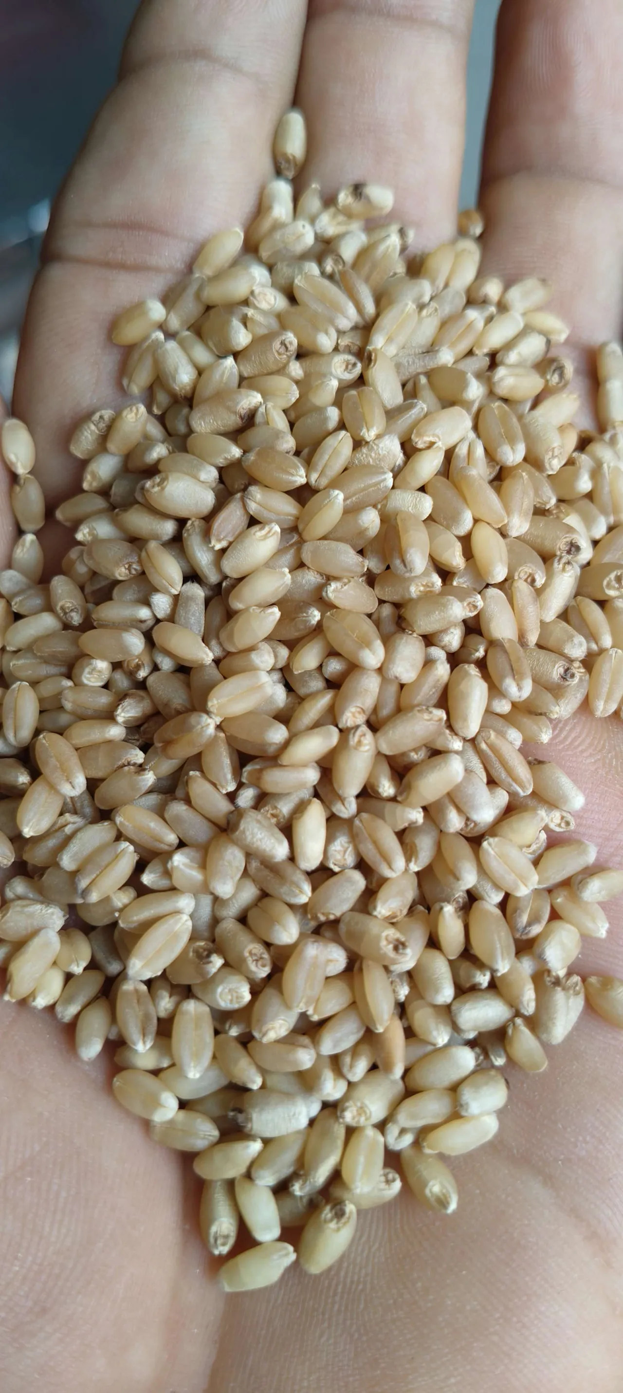 Sortex clean wheat