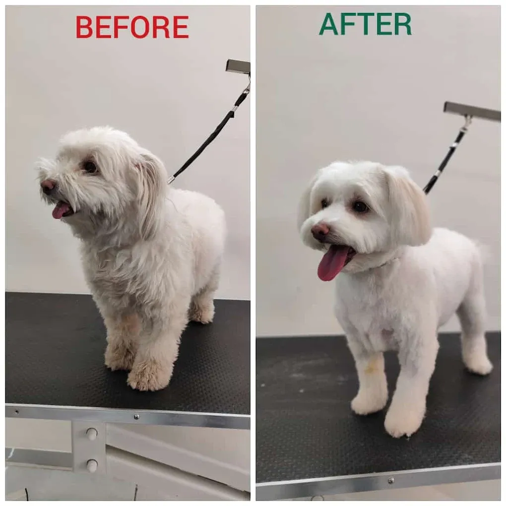 Pet Hut Luxury Dog Boutique & Spa | Dog Grooming | Pet Store | Dog Food