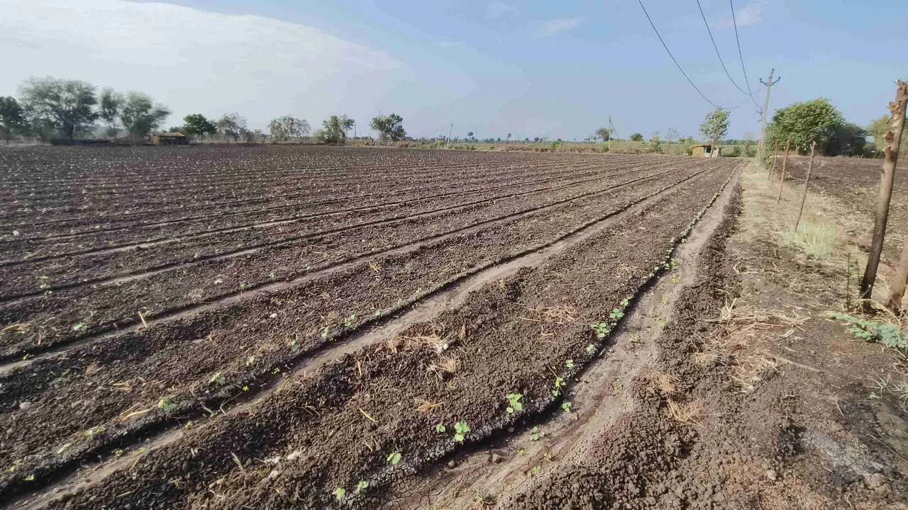 Agriculture Land