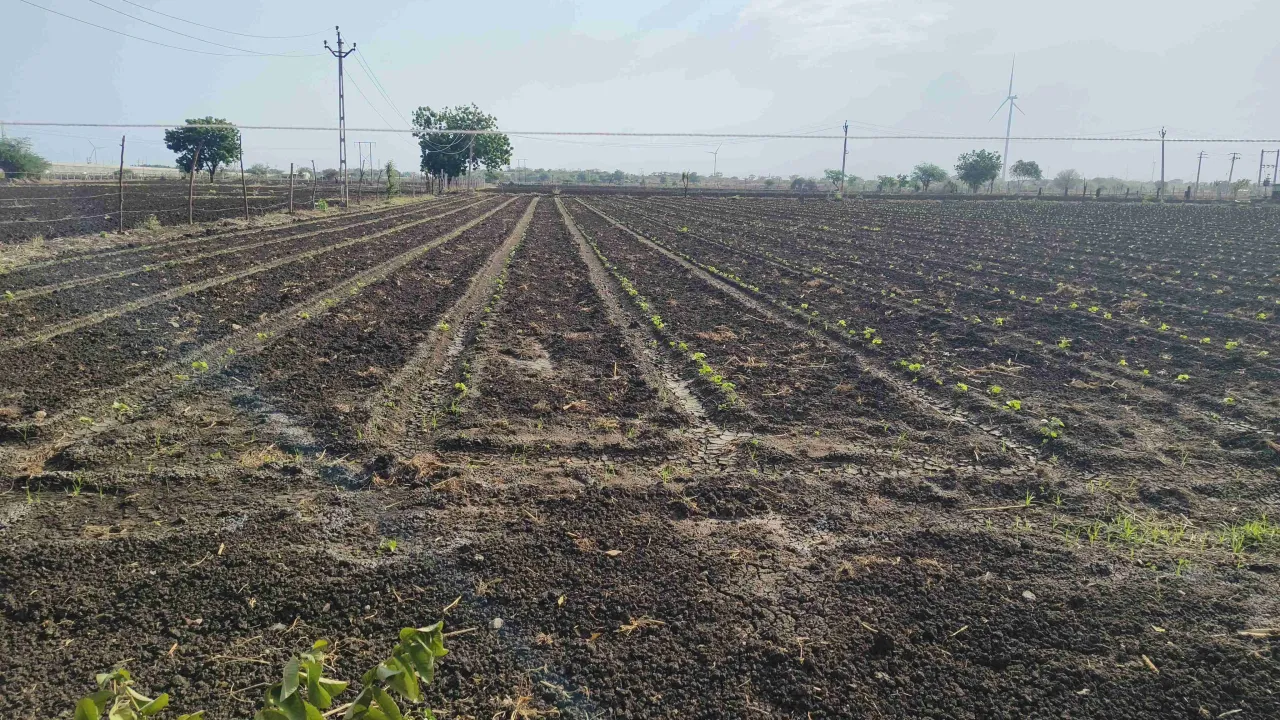 Agriculture Land